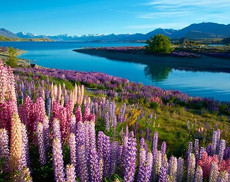 Vibrant lupine flowers by a serene lake with mountain views | MSC Cruises