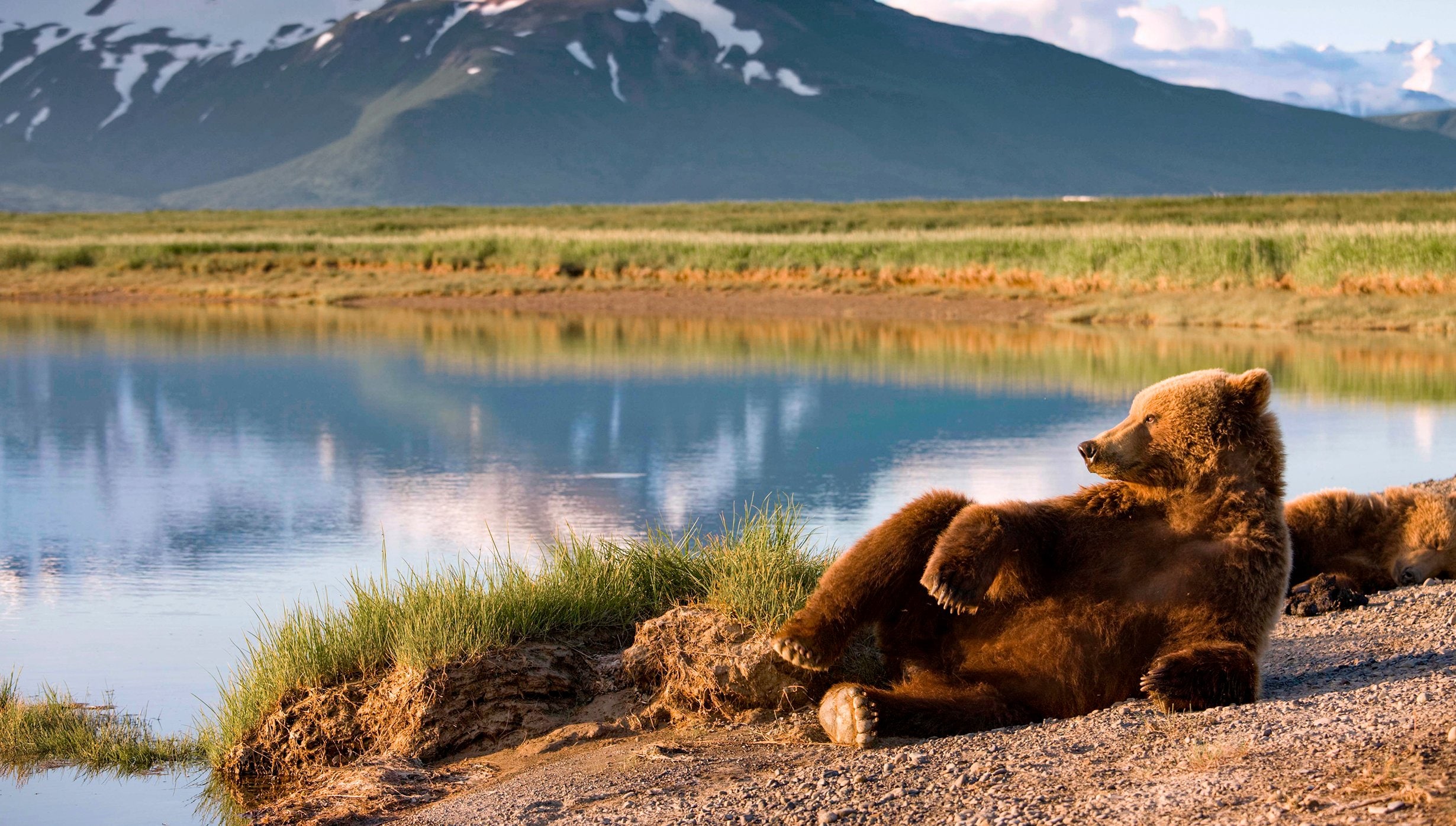 Brown Bear, Alaska | MSC Cruises Brown Bear, Alaska | MSC Cruises