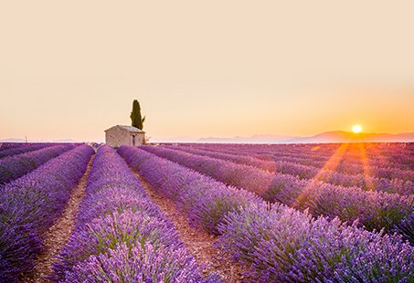 Lavender fields at sunset with a stone house in Provence | MSC Cruises