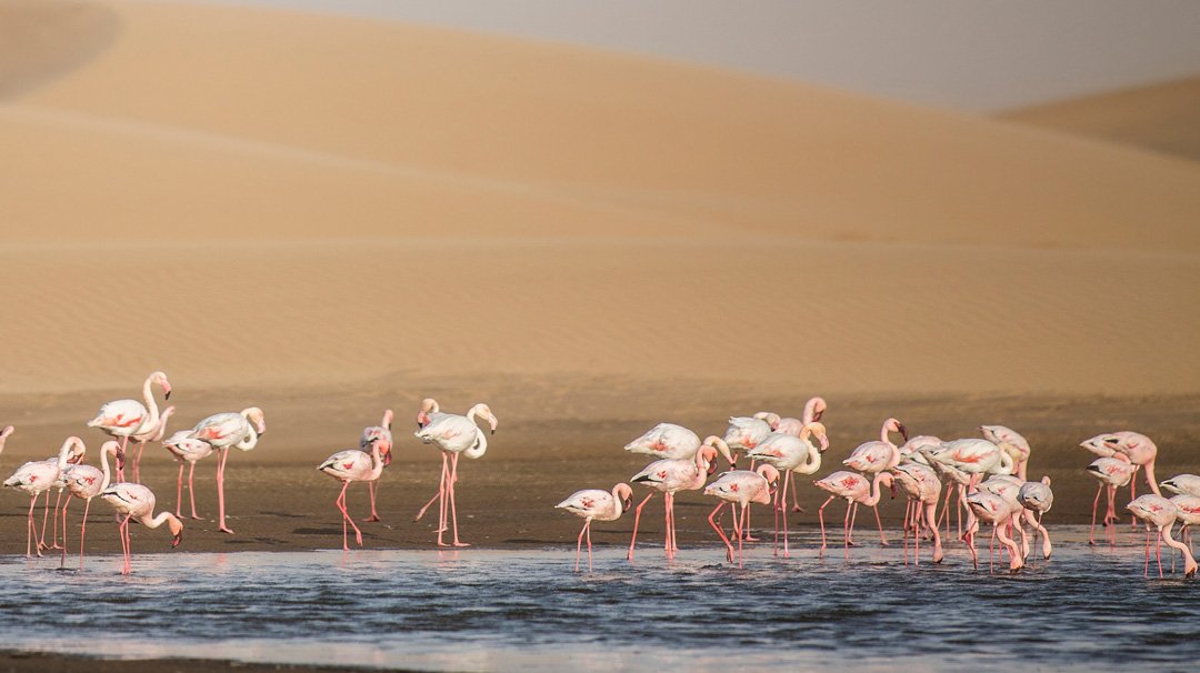 Walvis Bay, Cruise to Namibia | MSC Cruises