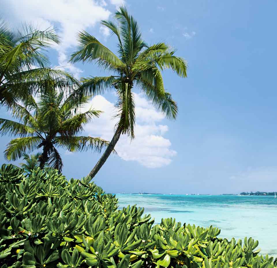 Tropical beach with palm trees and turquoise waters | MSC Cruises