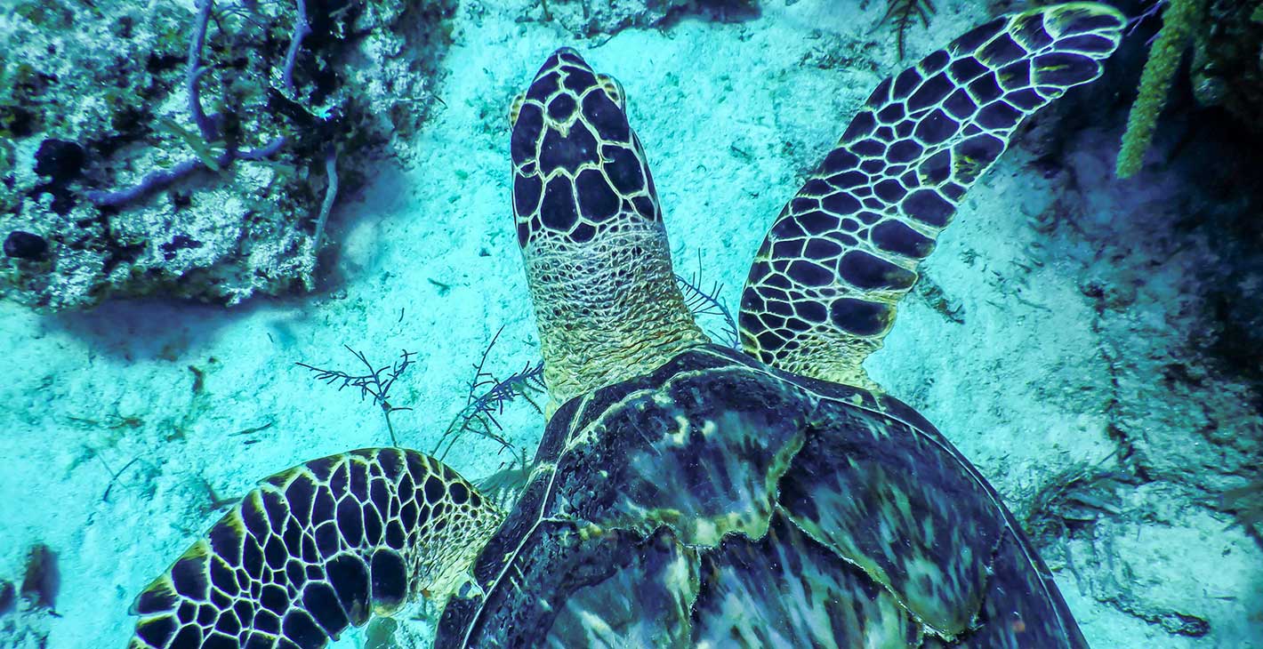 A sea turtle swimming over a coral reef in clear turquoise water | MSC Cruises